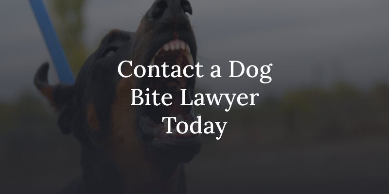 Contact a dog bite lawyer today